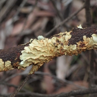 Parmeliaceae (family) (A lichen family) at Bruce Ridge - 6 Jun 2016 by PeteWoodall