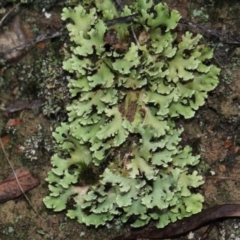 Heterodea sp. (A lichen) at Bruce Ridge - 6 Jun 2016 by PeteWoodall