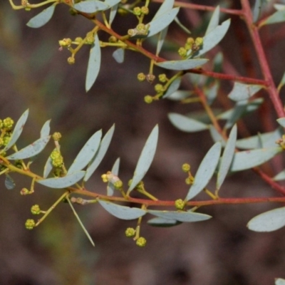 Acacia buxifolia subsp. buxifolia (Box-leaf Wattle) at Bruce Ridge - 6 Jun 2016 by PeteWoodall