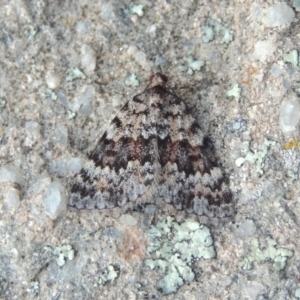 Dichromodes disputata at Greenway, ACT - 18 Oct 2015 07:10 PM