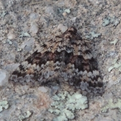 Dichromodes disputata at Greenway, ACT - 18 Oct 2015