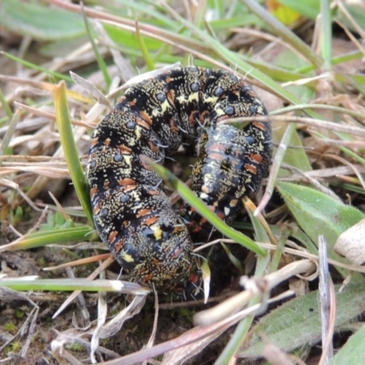 Apina callisto (Pasture Day Moth) at Jerrabomberra Grassland - 23 Aug 2014 by michaelb