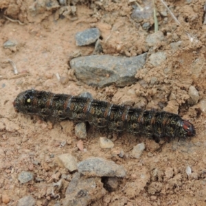 Apina callisto at Hume, ACT - 23 Aug 2014 12:19 PM