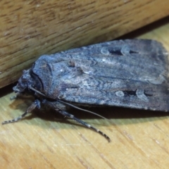 Agrotis infusa (Bogong Moth, Common Cutworm) at Pollinator-friendly garden Conder - 26 Oct 2015 by michaelb