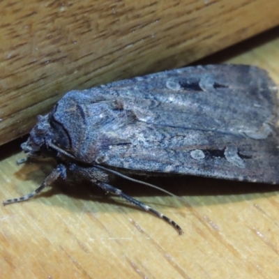 Agrotis infusa (Bogong Moth, Common Cutworm) at Pollinator-friendly garden Conder - 26 Oct 2015 by michaelb