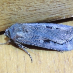 Agrotis infusa at Conder, ACT - 26 Oct 2015 08:54 PM