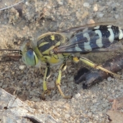 Bembix sp. (genus) (Unidentified Bembix sand wasp) at Paddys River, ACT - 11 Jan 2016 by MichaelBedingfield
