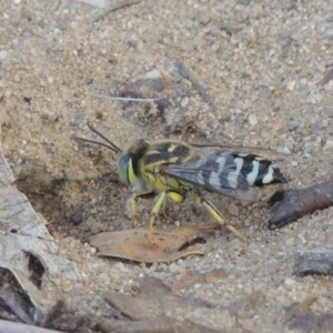 Bembix sp. (genus) at Paddys River, ACT - 11 Jan 2016 07:18 PM