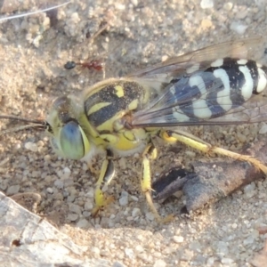 Bembix sp. (genus) at Paddys River, ACT - 11 Jan 2016 07:18 PM