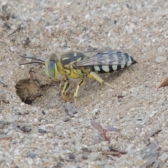 Bembix sp. (genus) at Paddys River, ACT - 11 Jan 2016 07:18 PM