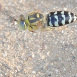 Bembix sp. (genus) at Paddys River, ACT - 11 Jan 2016 07:18 PM