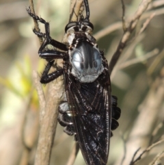 Blepharotes splendidissimus (Giant Blue Robber Fly) at Pine Island to Point Hut - 16 Jan 2016 by MichaelBedingfield