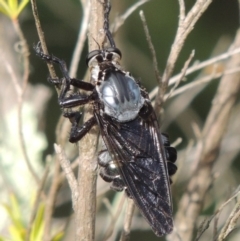 Blepharotes splendidissimus at Greenway, ACT - 16 Jan 2016 06:58 PM