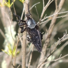 Blepharotes splendidissimus at Greenway, ACT - 16 Jan 2016