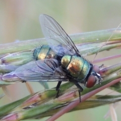 Lucilia cuprina (Australian sheep blowfly) at Conder, ACT - 5 Feb 2015 by MichaelBedingfield