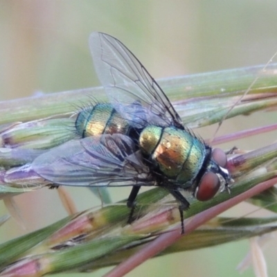 Lucilia cuprina (Australian sheep blowfly) at Conder, ACT - 5 Feb 2015 by michaelb