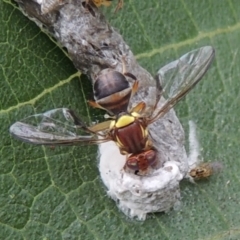 Bactrocera (Bactrocera) tryoni (Queensland fruit fly) at Conder, ACT - 4 Mar 2015 by MichaelBedingfield