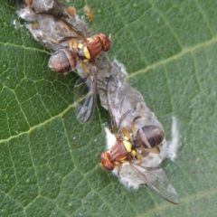 Bactrocera (Bactrocera) tryoni at Conder, ACT - 4 Mar 2015