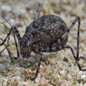 Acripeza reticulata at Paddys River, ACT - 17 Feb 2015