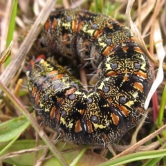 Apina callisto (Pasture Day Moth) at Hume, ACT - 22 Aug 2014 by pinnaCLE