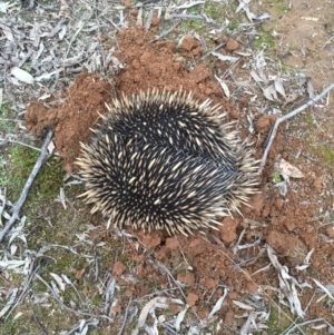 Tachyglossus aculeatus at Gungahlin, ACT - 19 Aug 2016 04:39 PM