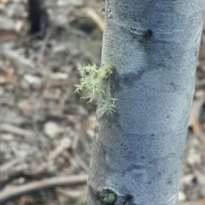 Usnea sp. (genus) (Bearded lichen) at Mount Jerrabomberra - 18 Aug 2016 by Speedsta