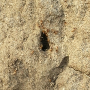 Nasutitermes (genus) at Jerrabomberra, NSW - suppressed