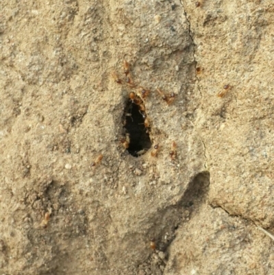 Nasutitermes sp. (genus) (Snouted termite, Gluegun termite) at Mount Jerrabomberra - 18 Aug 2016 by Speedsta