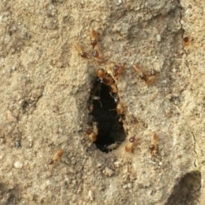 Nasutitermes sp. (genus) at Jerrabomberra, NSW - suppressed