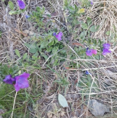 Echium plantagineum (Paterson's Curse) at Jerrabomberra, NSW - 19 Aug 2016 by Speedsta