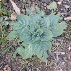 Echium plantagineum (Paterson's Curse) at QPRC LGA - 18 Aug 2016 by Speedsta