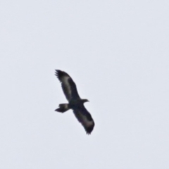 Aquila audax (Wedge-tailed Eagle) at Mount Jerrabomberra - 19 Aug 2016 by Speedsta