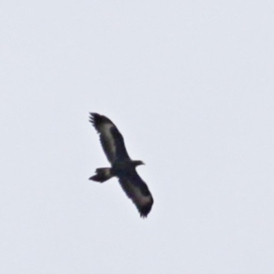 Aquila audax (Wedge-tailed Eagle) at Mount Jerrabomberra - 18 Aug 2016 by Speedsta
