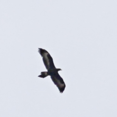 Aquila audax (Wedge-tailed Eagle) at QPRC LGA - 18 Aug 2016 by Speedsta