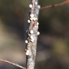 Cryptes baccatus (Wattle Tick Scale) at Jerrabomberra, NSW - 19 Aug 2016 by Speedsta