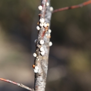 Cryptes baccatus at Jerrabomberra, NSW - 19 Aug 2016 12:00 AM