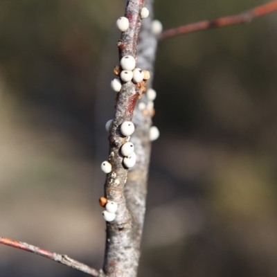 Cryptes baccatus (Wattle Tick Scale) at Jerrabomberra, NSW - 18 Aug 2016 by Speedsta