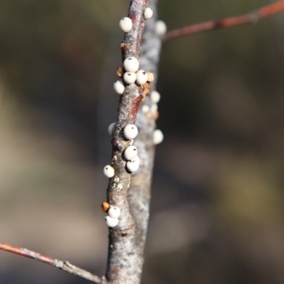 Cryptes baccatus (Wattle Tick Scale) at QPRC LGA - 18 Aug 2016 by Speedsta