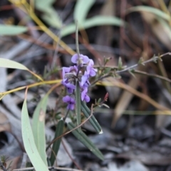 Hovea heterophylla (Common Hovea) at Jerrabomberra, NSW - 19 Aug 2016 by Speedsta