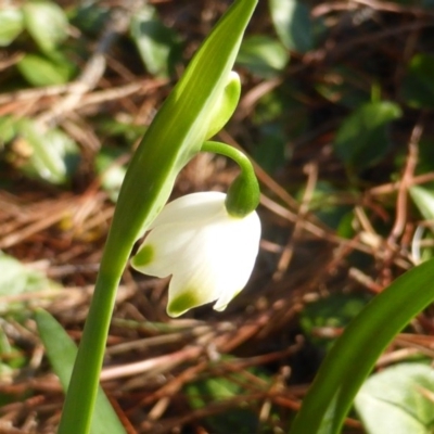 Leucojum aestivum (Summer Snowflake or Snowbell) at Isaacs, ACT - 19 Aug 2016 by Mike