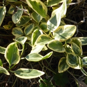 Vinca major at Isaacs, ACT - 19 Aug 2016