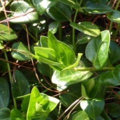 Vinca major at Isaacs, ACT - 19 Aug 2016