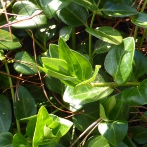 Vinca major at Isaacs, ACT - 19 Aug 2016