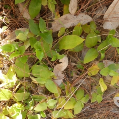 Tradescantia fluminensis (Trad, Wandering Jew) at Isaacs Ridge and Nearby - 19 Aug 2016 by Mike