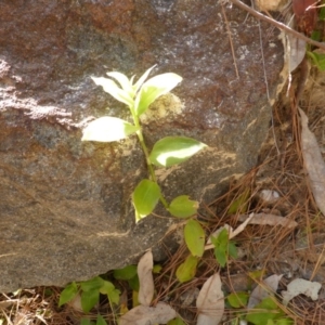 Tradescantia fluminensis at Isaacs, ACT - 19 Aug 2016