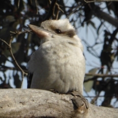 Dacelo novaeguineae (Laughing Kookaburra) at Isaacs Ridge and Nearby - 19 Aug 2016 by Mike