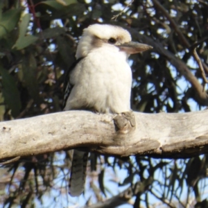 Dacelo novaeguineae at Isaacs Ridge - 19 Aug 2016 04:19 PM