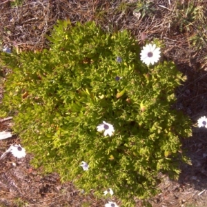 Dimorphotheca ecklonis at Isaacs, ACT - 19 Aug 2016