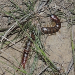 Cormocephalus sp.(genus) (Scolopendrid Centipede) at Pine Island to Point Hut - 9 Oct 2014 by michaelb