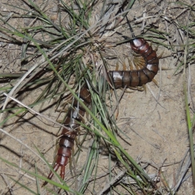 Cormocephalus sp.(genus) (Scolopendrid Centipede) at Pine Island to Point Hut - 9 Oct 2014 by MichaelBedingfield